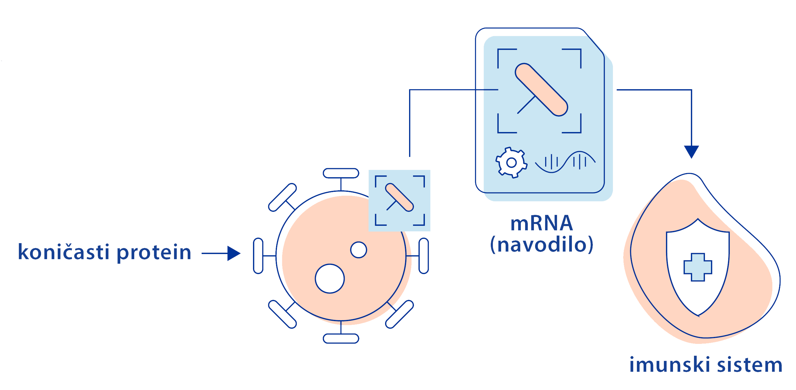 mRNA_zascita_2